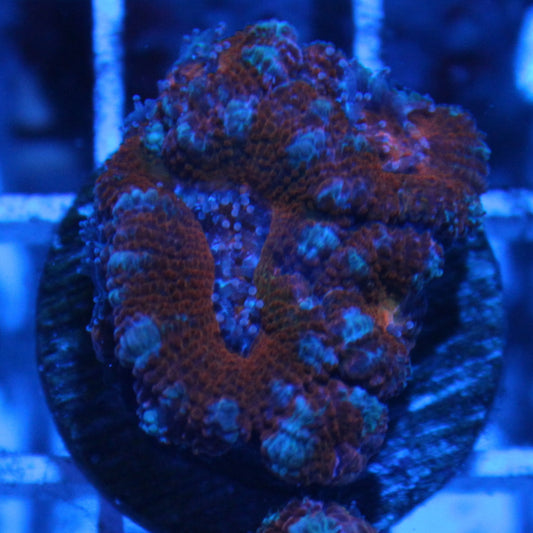 Icy Acan