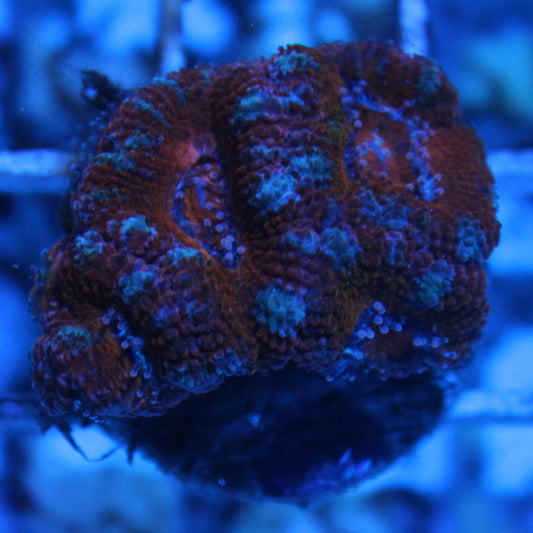 Icy Acan