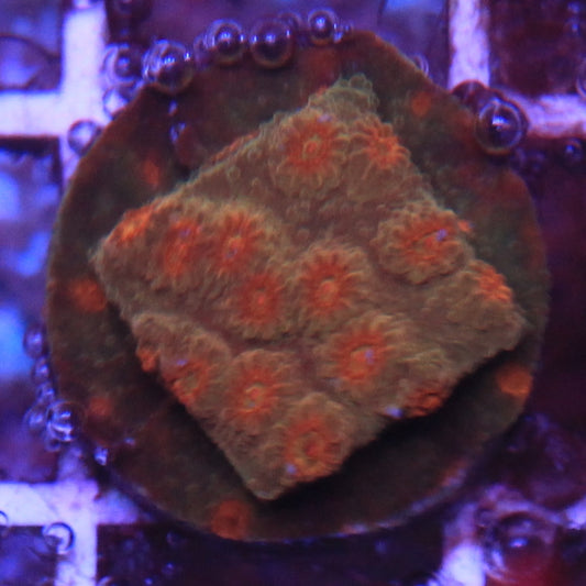 Jason Fox Flicka Flame Cyphastrea