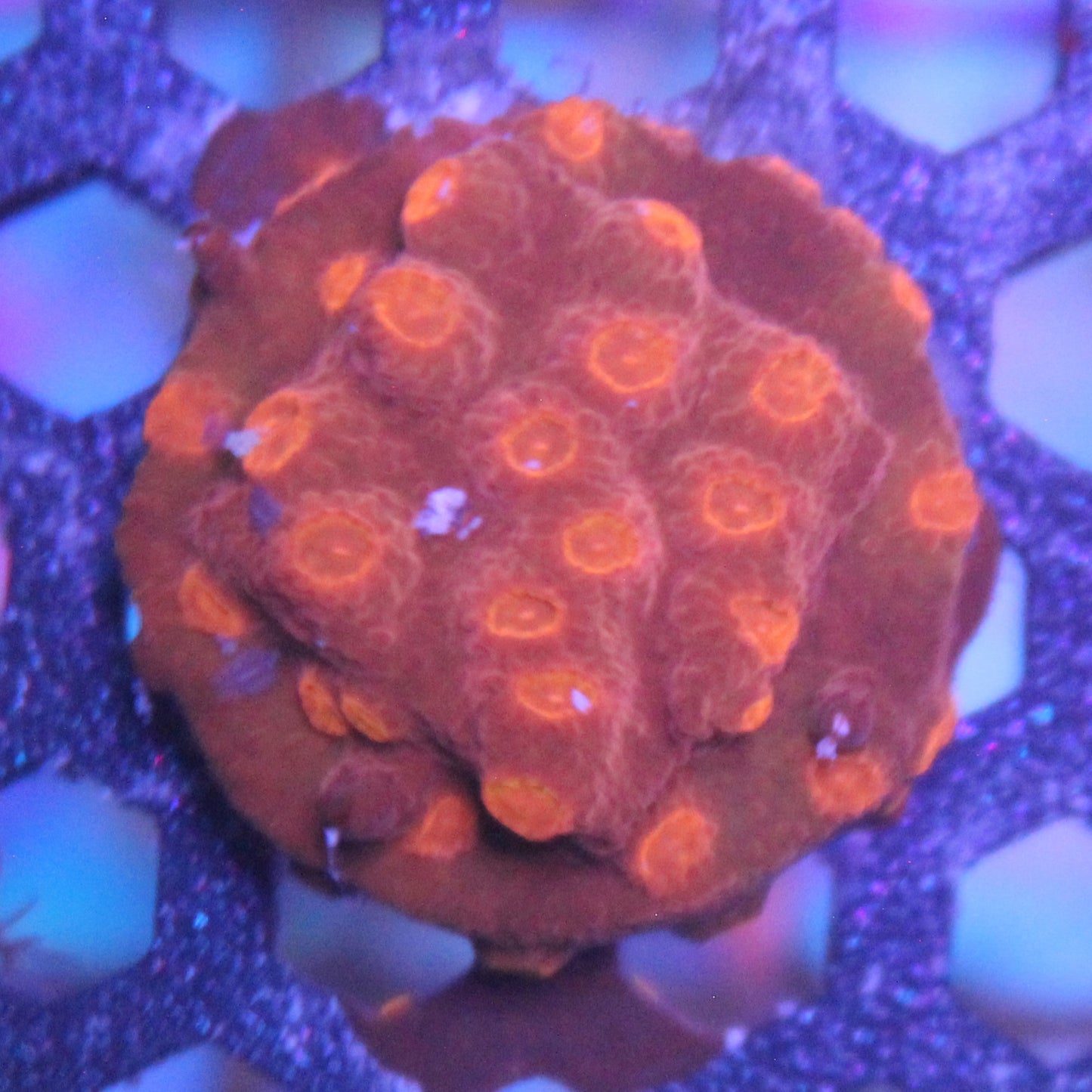 Jason Fox Flicka Flame Cyphastrea