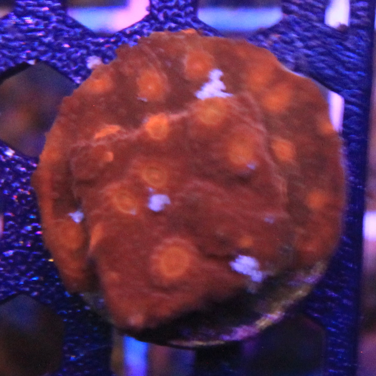Jason Fox Flicka Flame Cyphastrea