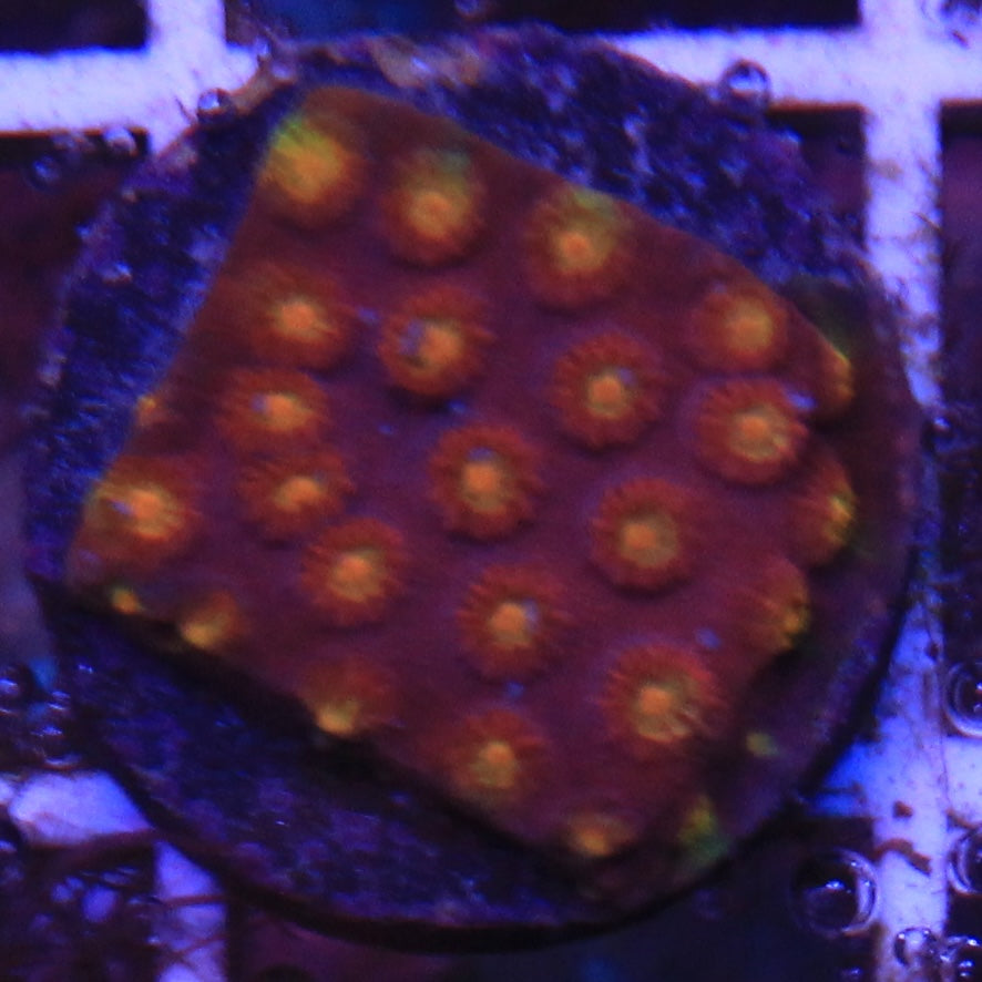 Jason Fox Techno Cyphastrea