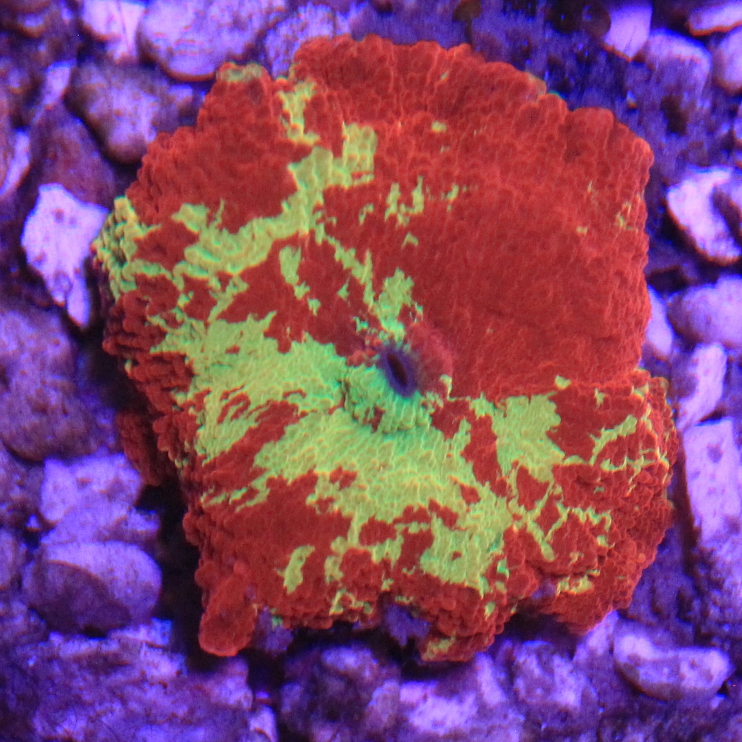 Jawbreaker Mushroom 