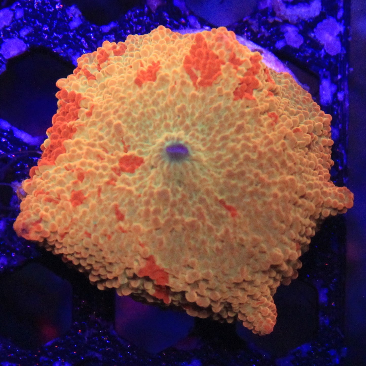Jawbreaker Mushroom 