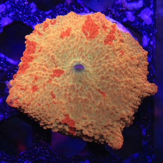 Jawbreaker Mushroom 