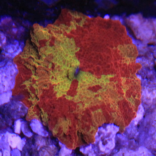 Jawbreaker Tri-Color Mushroom 