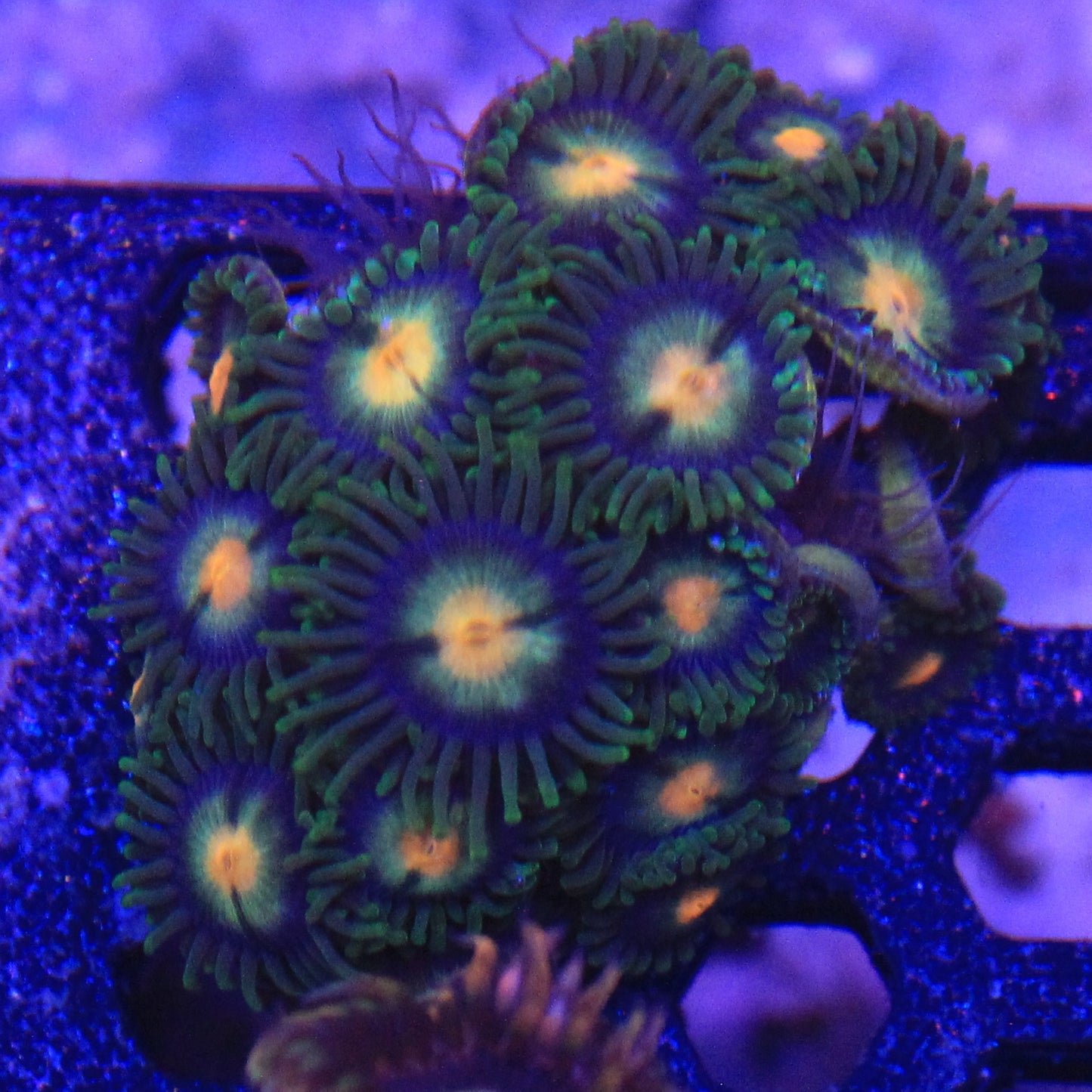 Jungle Eye Zoa