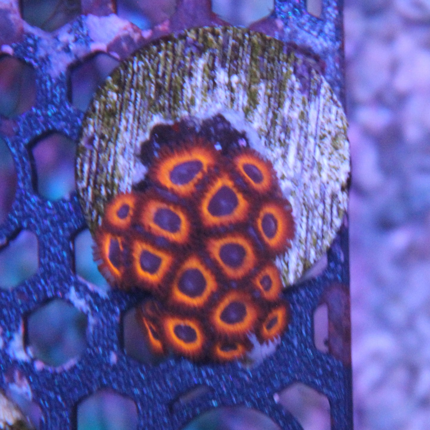 Kedd Red Zoa