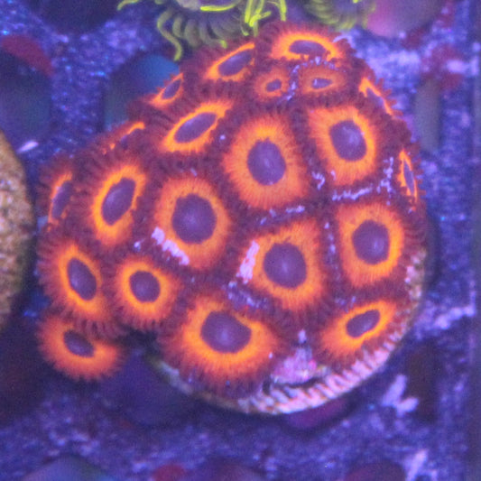 Kedds Red Zoa