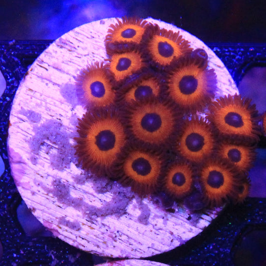 Kedds Red Zoa