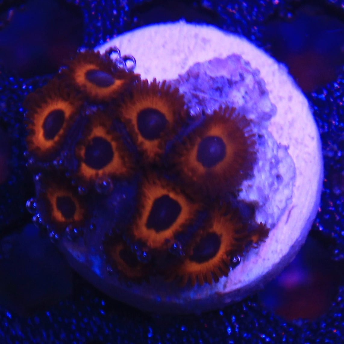 Kedds Red Zoa
