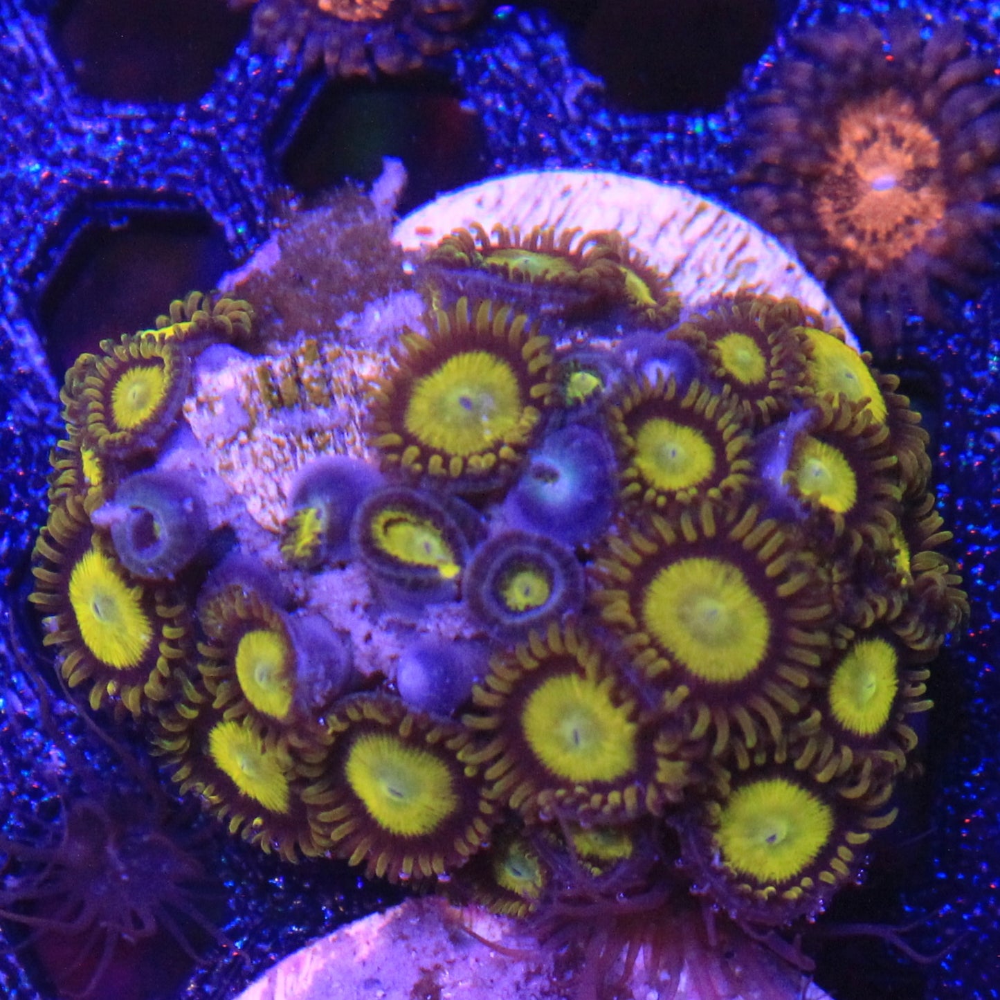 King Midas Zoa