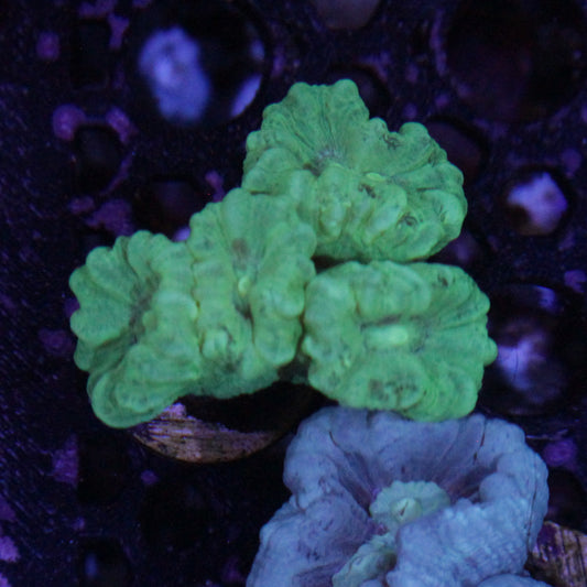 Kryptonite Candy Cane