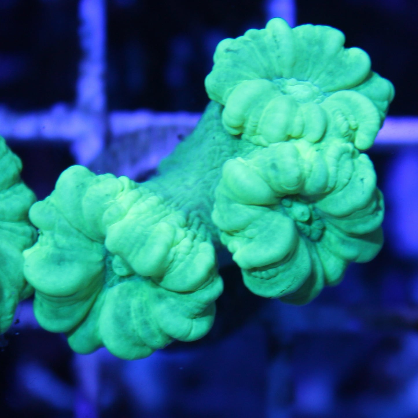 Kryptonite Candy Cane