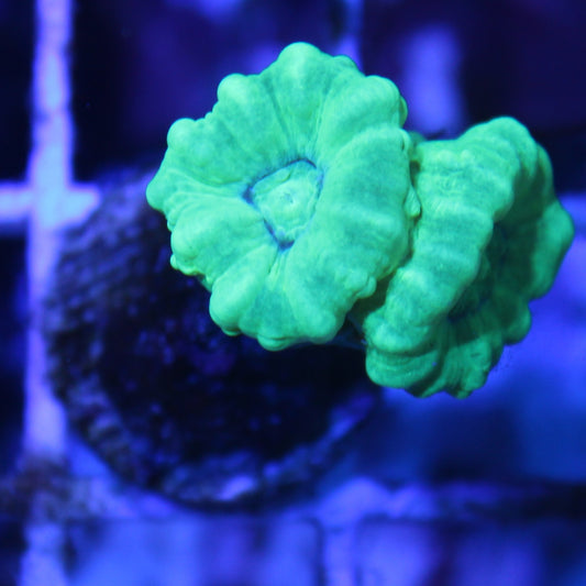 Kryptonite Candy Cane