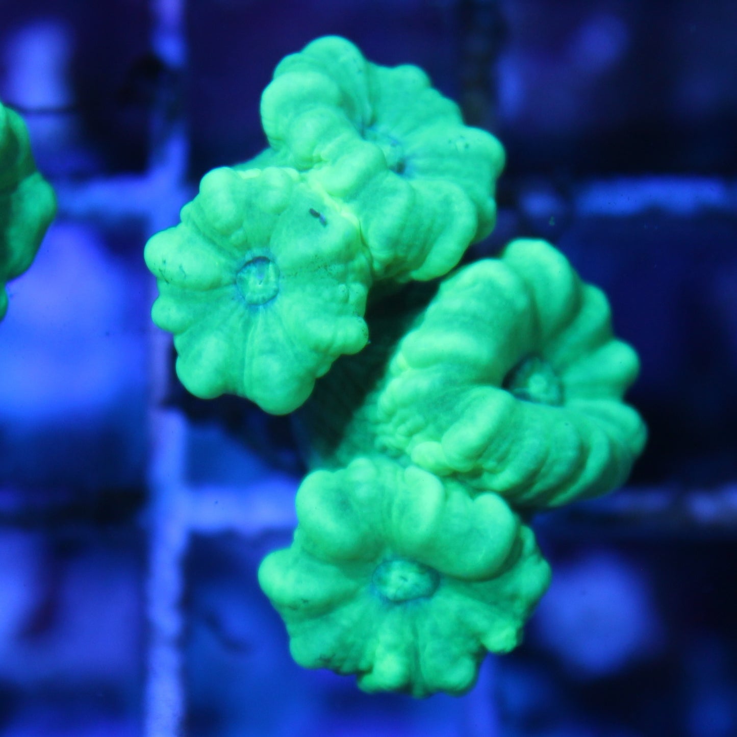 Kryptonite Candy Cane