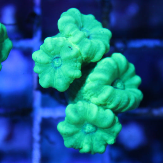 Kryptonite Candy Cane