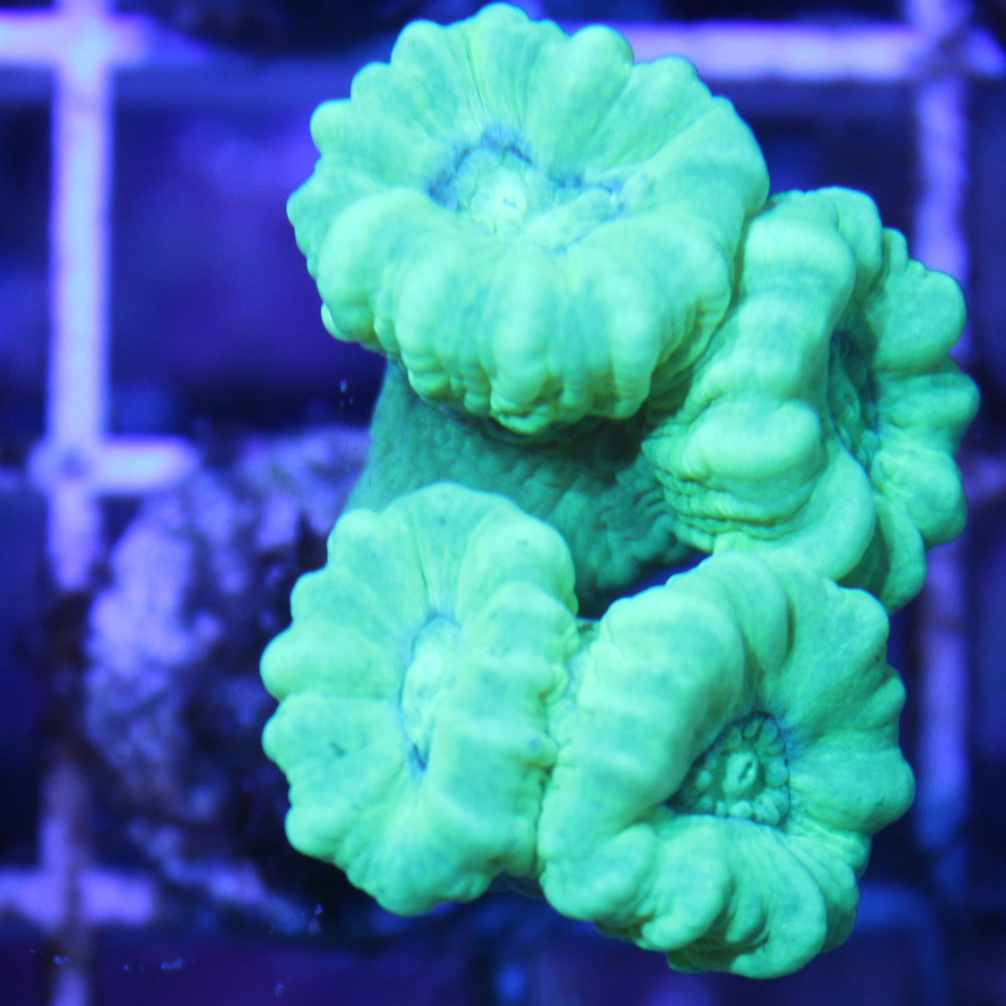 Kryptonite Candy Cane