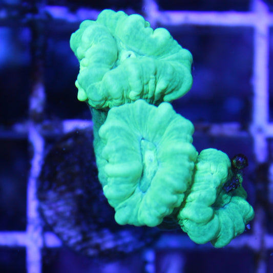 Kryptonite Candy Cane