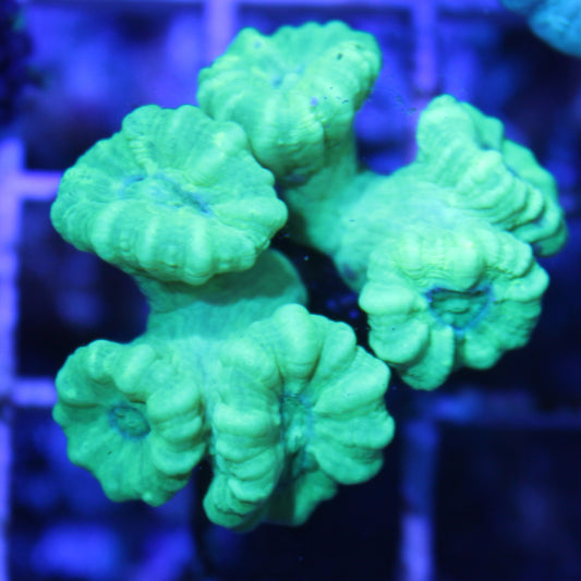 Kryptonite Candy Cane