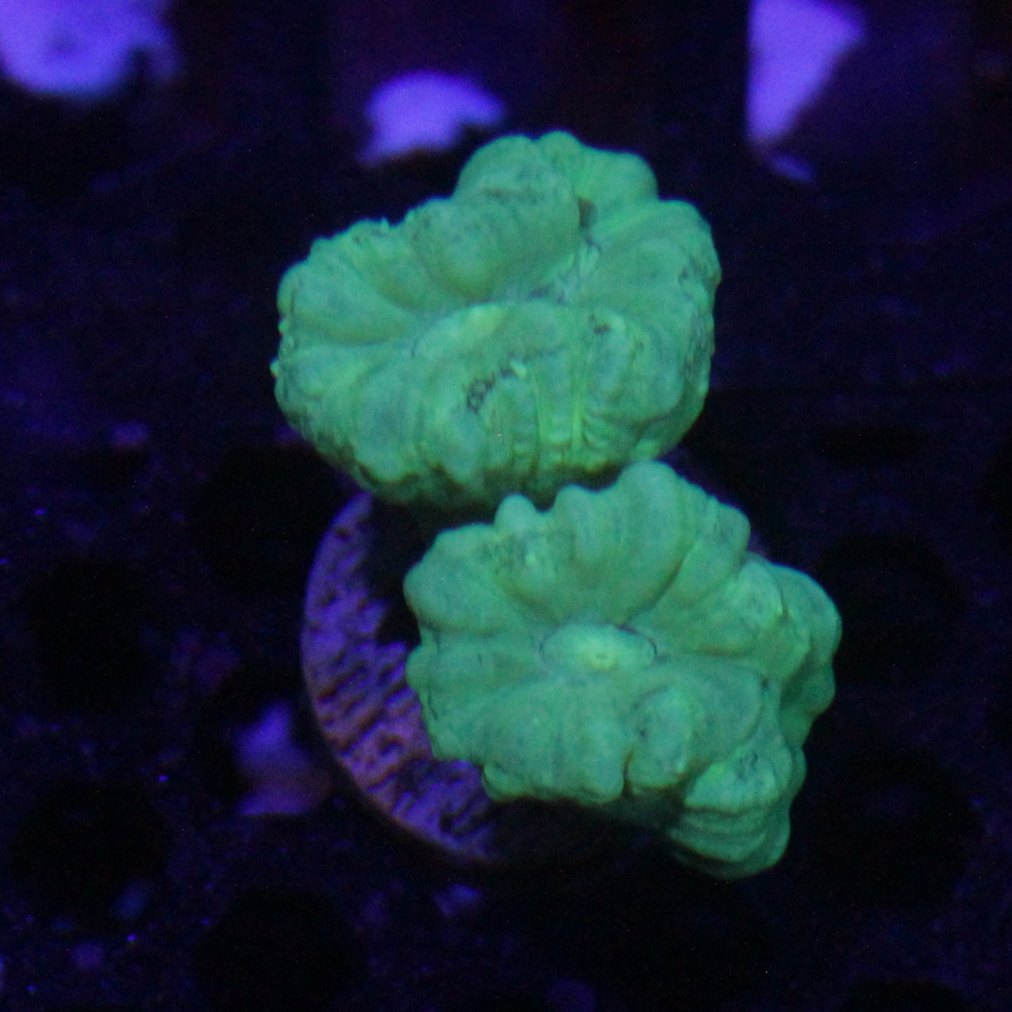 Kryptonite Candy Cane