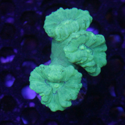 Kryptonite Candy Cane