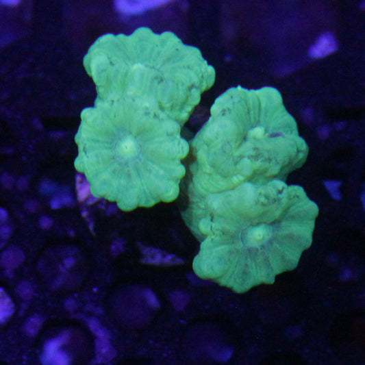 Kryptonite Candy Cane