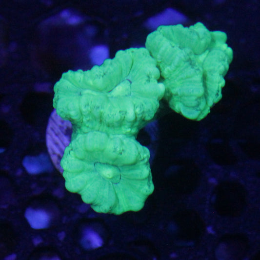 Kryptonite Candy Cane