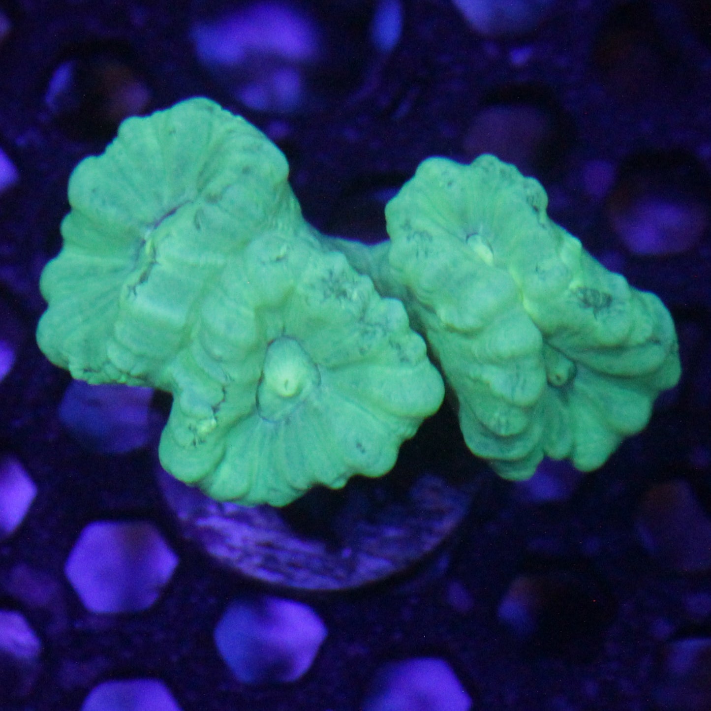 Kryptonite Candy Cane