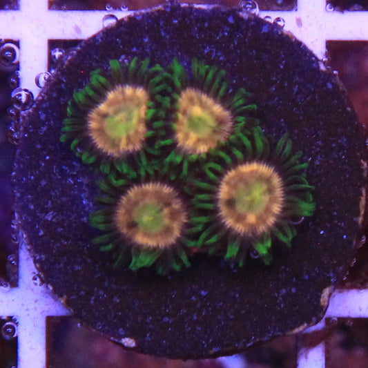 Laser Lemon Zoa 