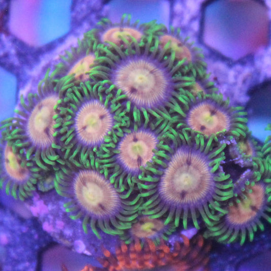 Laser Lemon Zoa