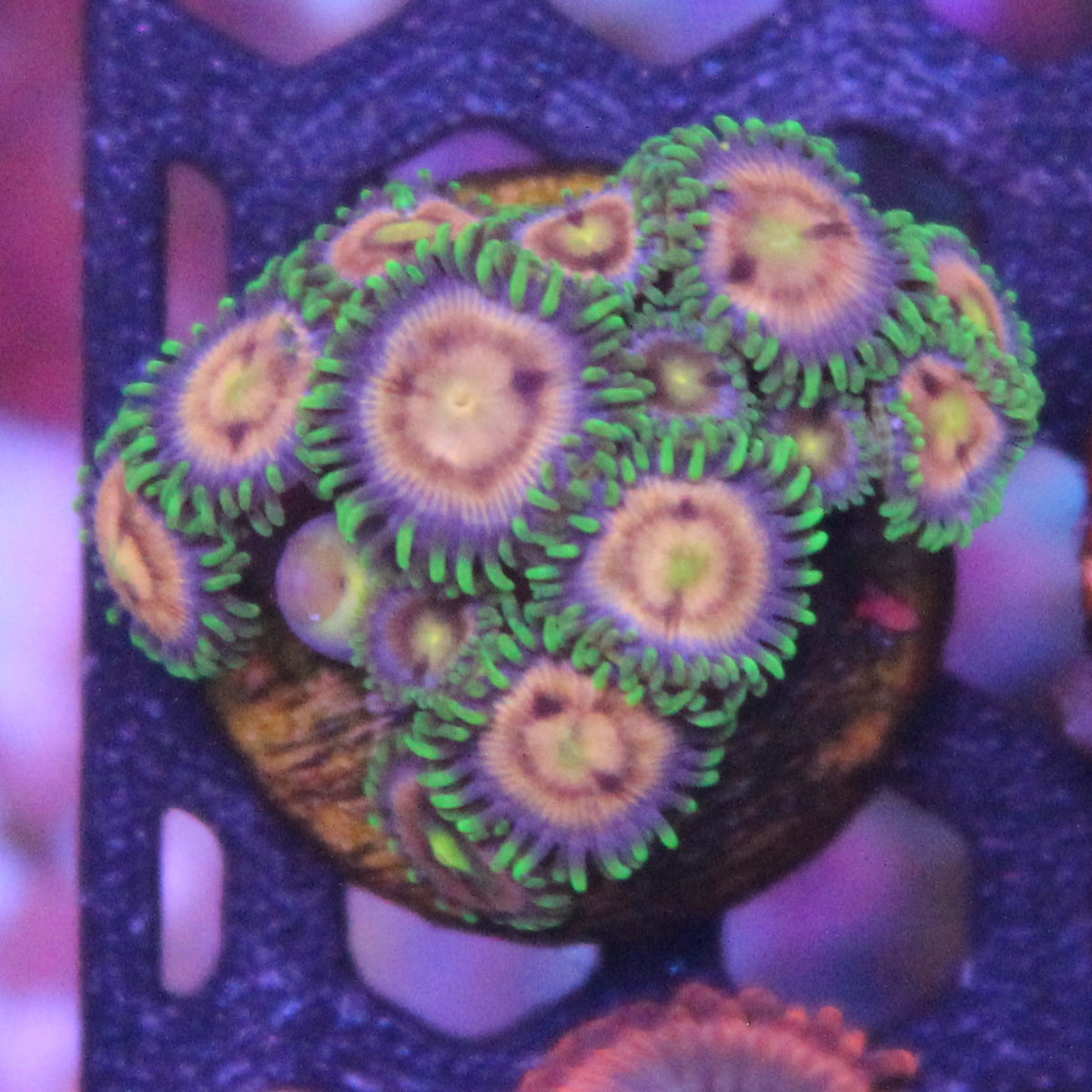 Laser Lemon Zoa