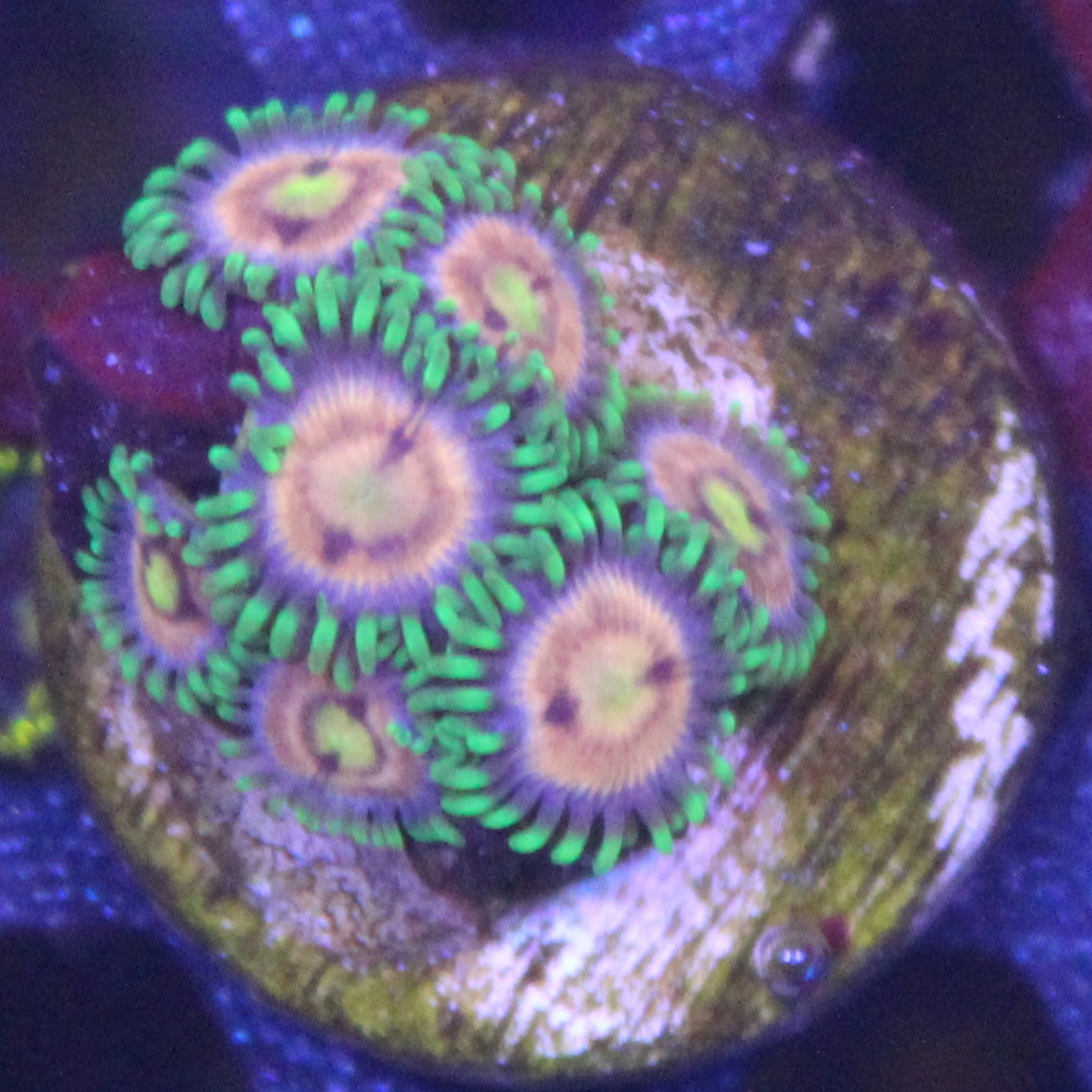 Laser Lemon Zoa