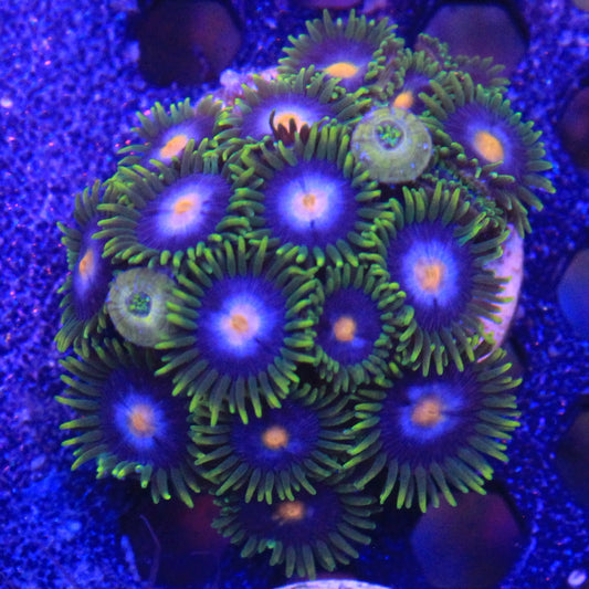 Lavandar Halo Zoa