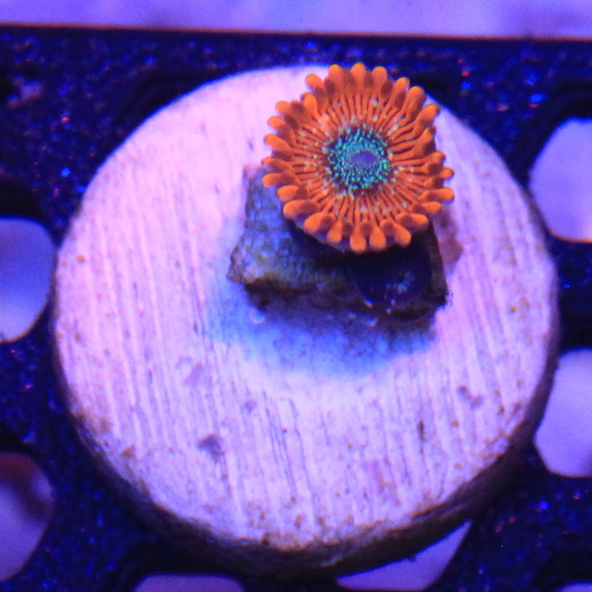 Magician Zoa