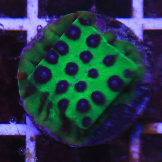 Master PPE Cyphastrea