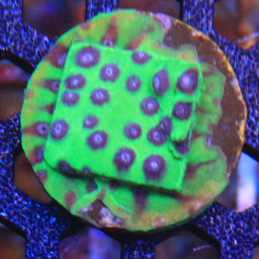 Master PPE Cyphastrea