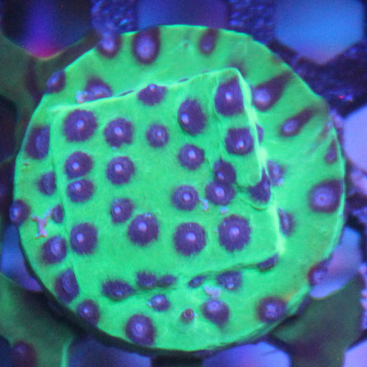 Master PPE Cyphastrea