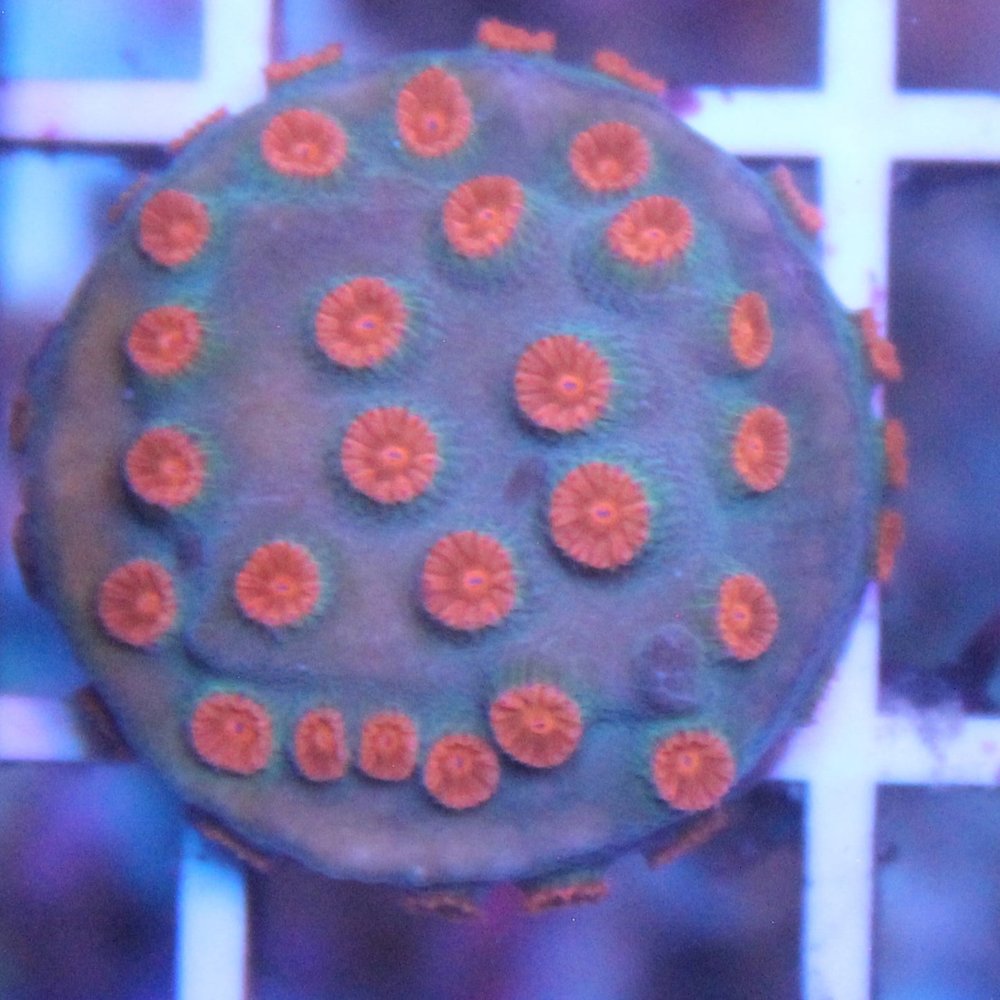 Meteor Shower Cyphastrea