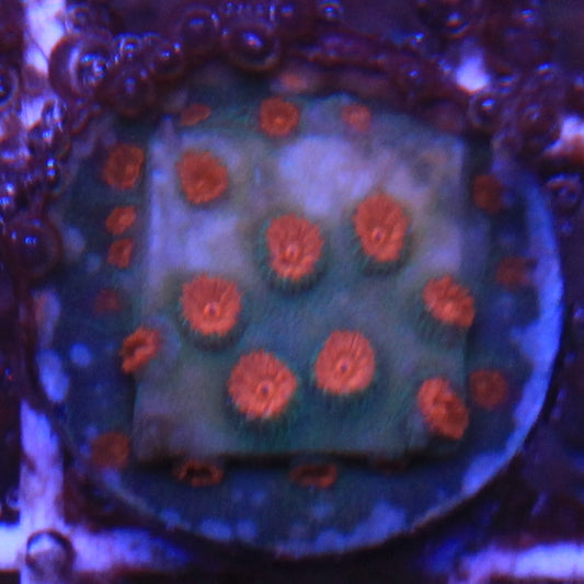 Meteor Shower Cyphastrea