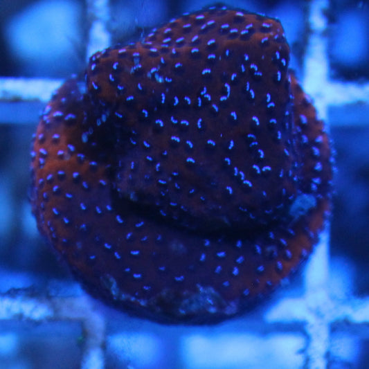 Mystic Sunset Montipora