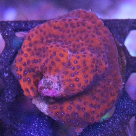 Mystic Sunset Montipora