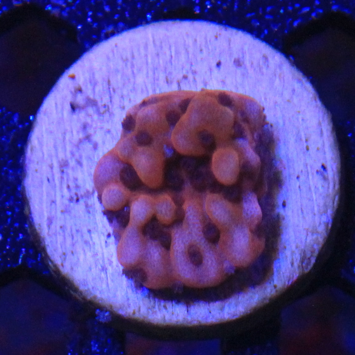 Nauti Spiral Montipora