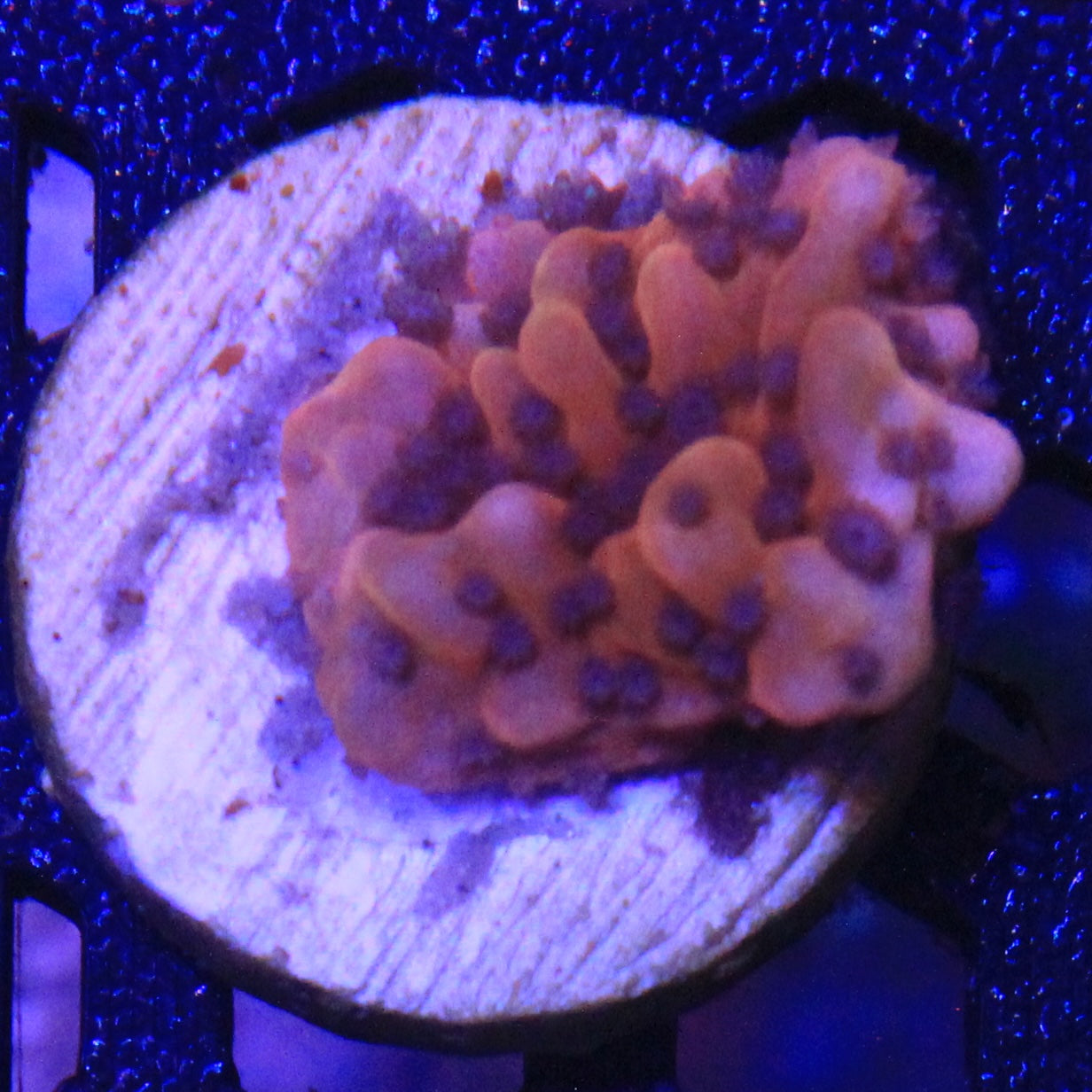 Nauti Spiral Montipora