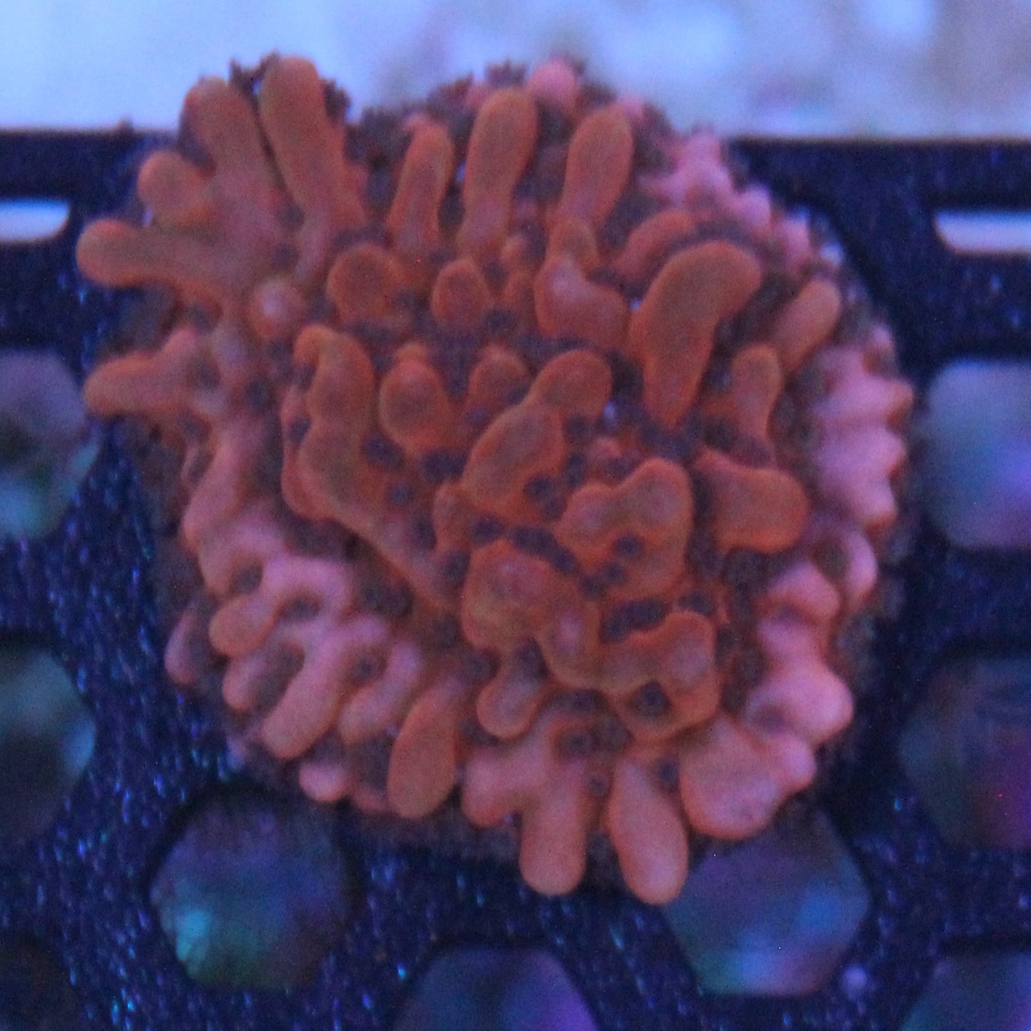 Nauti Spiral Montipora