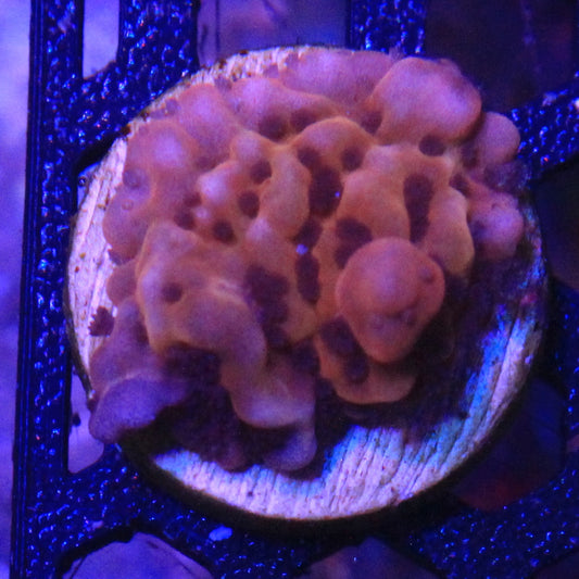 Nauti Spiral Montipora