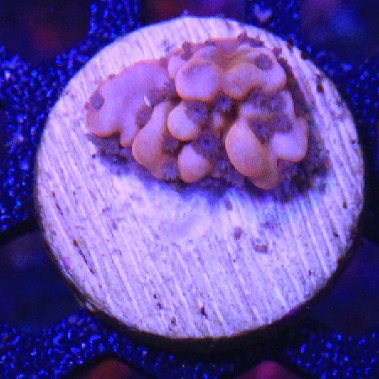 Nauti Spiral Montipora