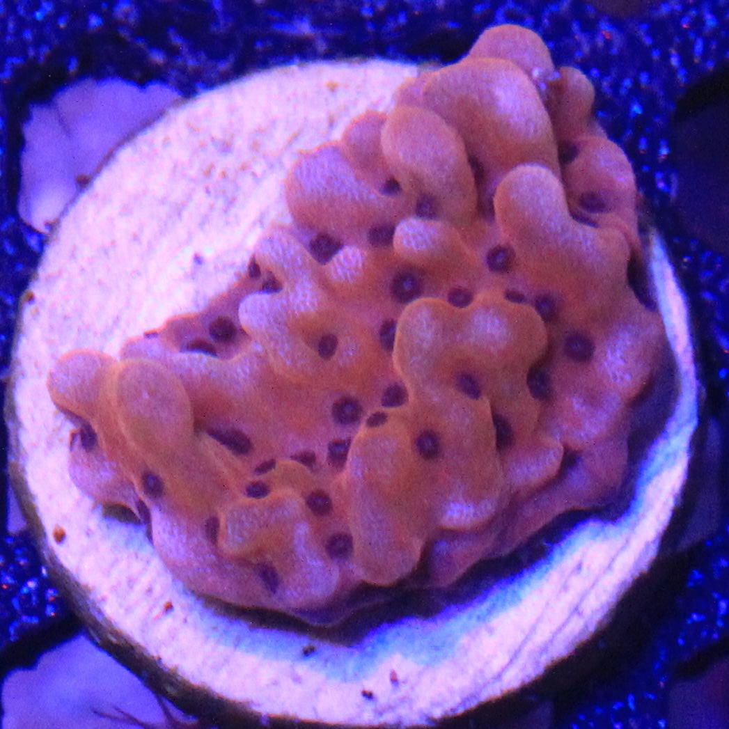 Nauti Spiral Montipora