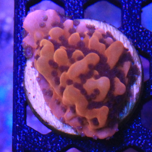 Nauti Spiral Montipora