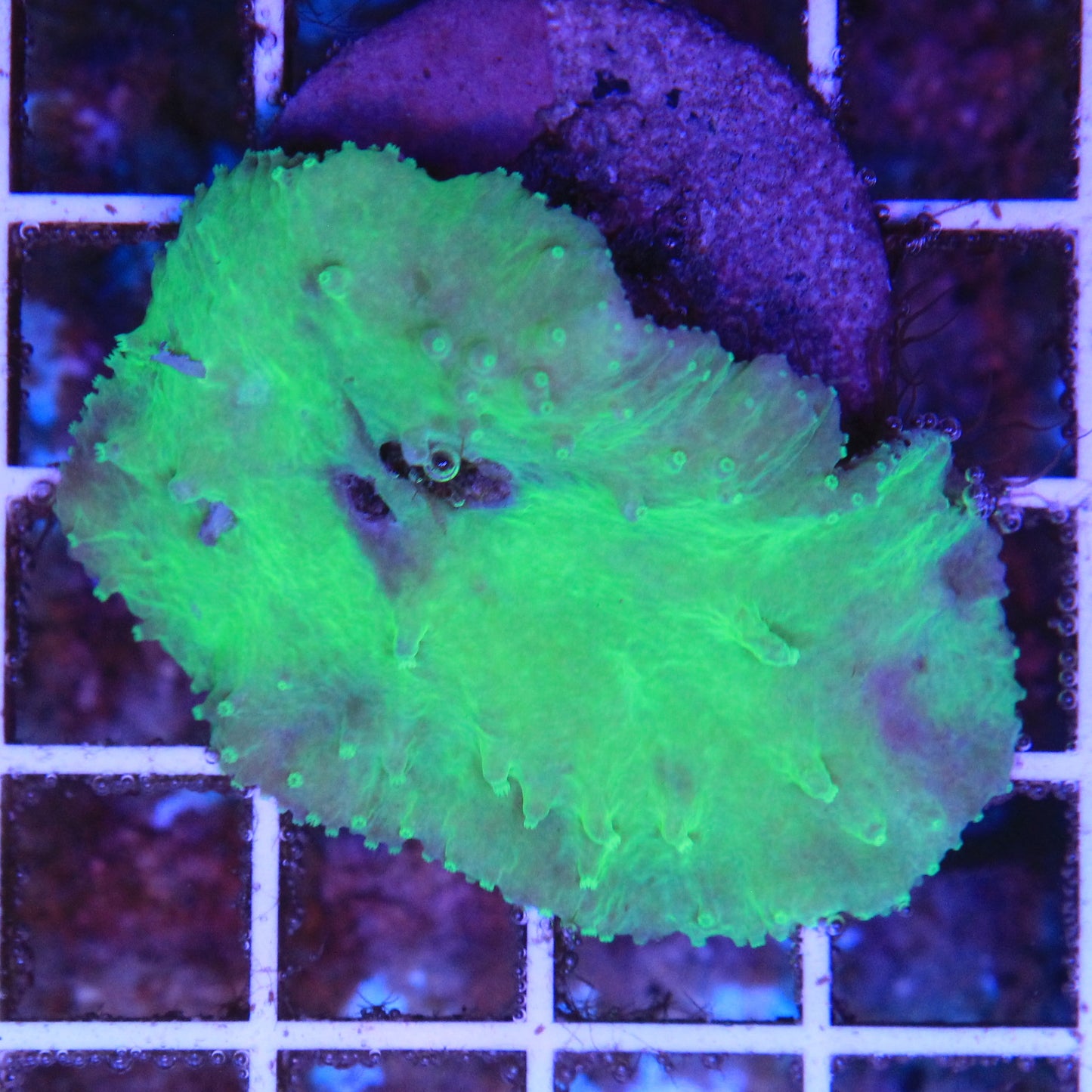 Neon Cabbage